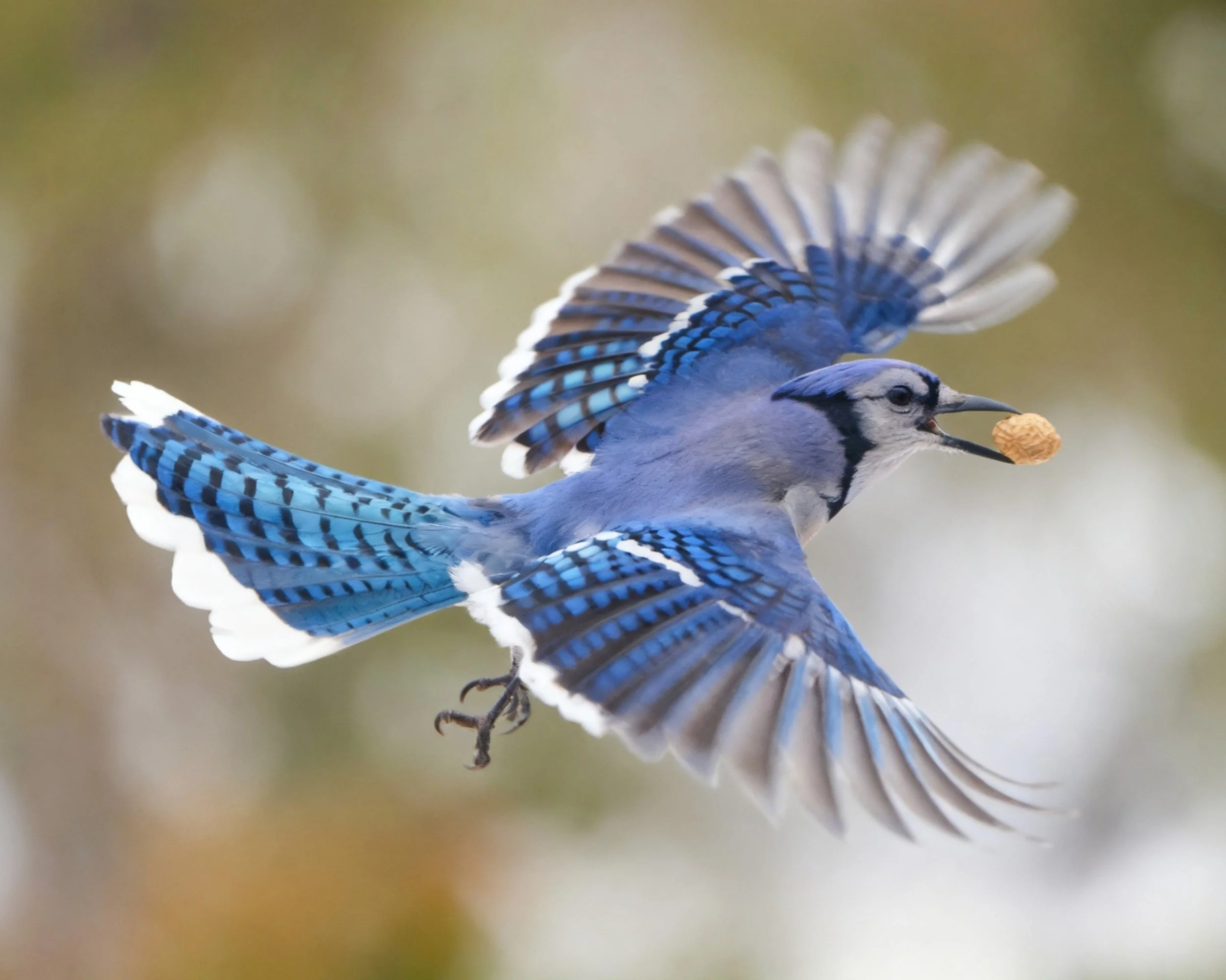 Blue Jay