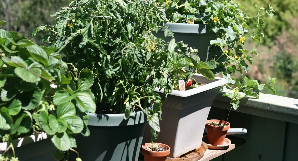 garden.jpg