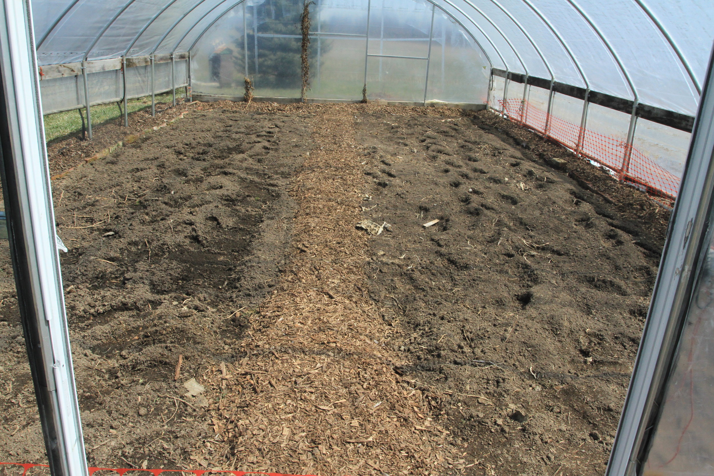  The little high tunnel ready for plants - cauliflower, broccoli and kale are in! 
