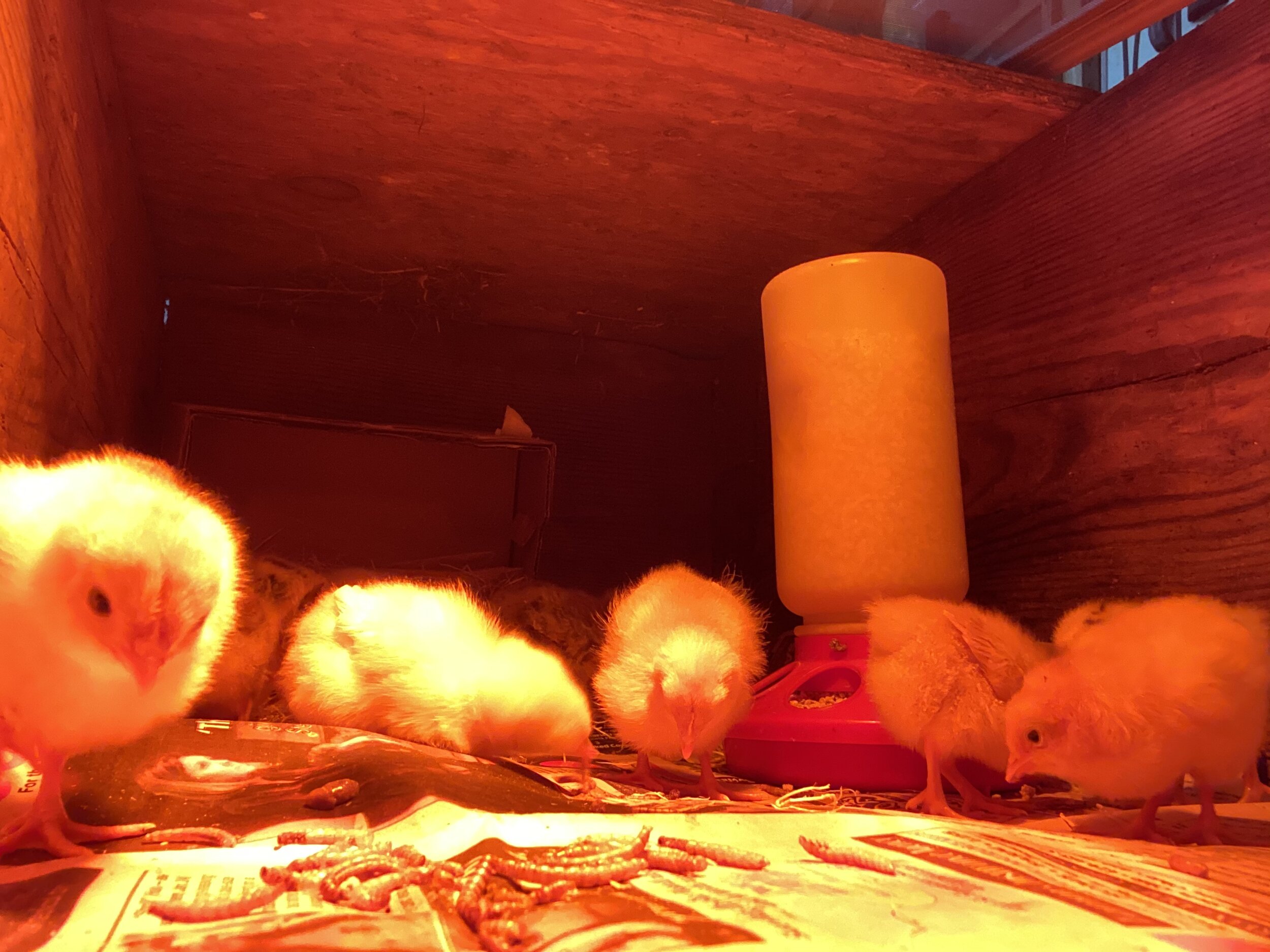 new chicks  (3) Jan 2020.jpg