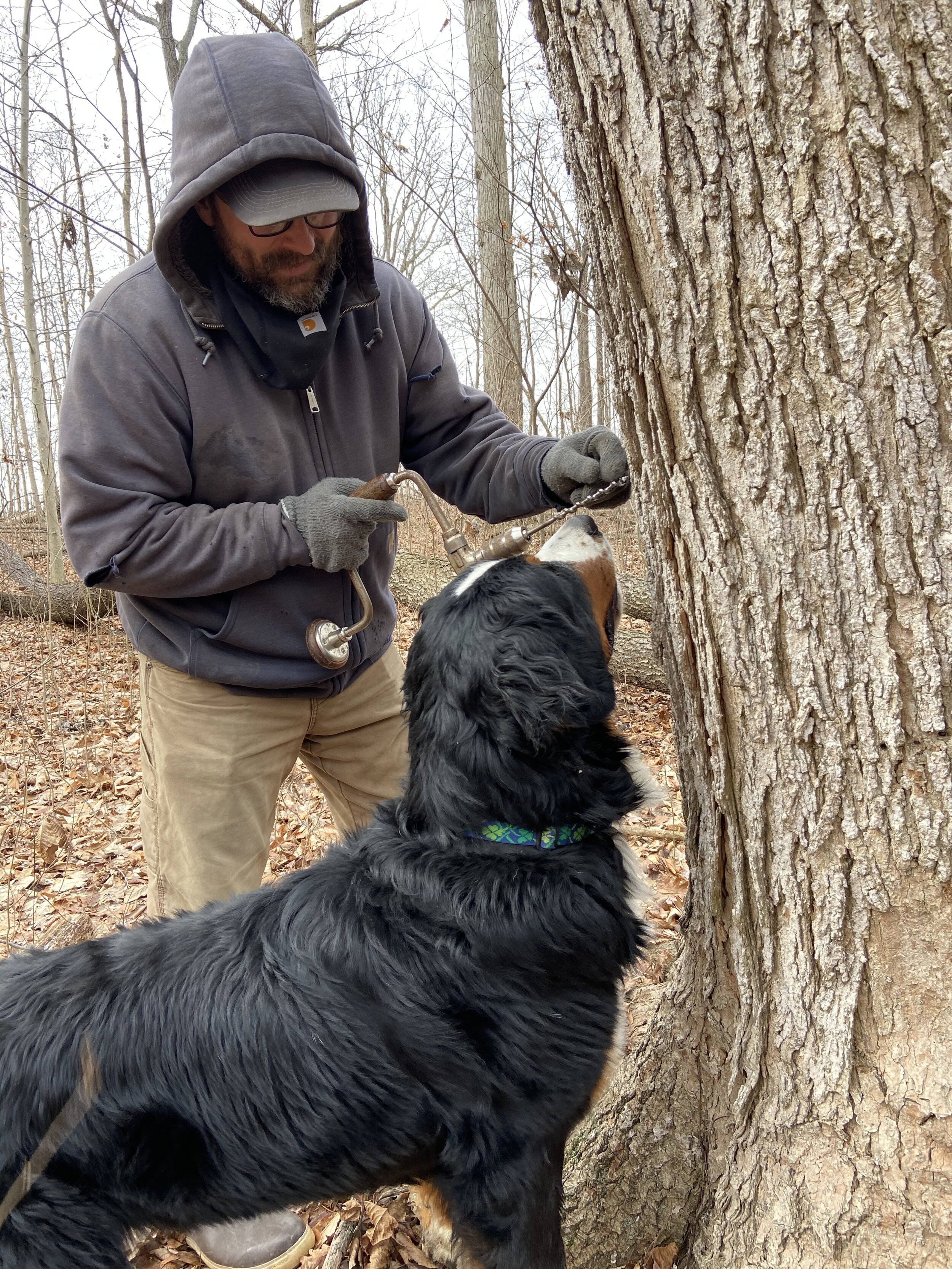 Jan 2020 Matt and Gris tapping trees (2).jpg