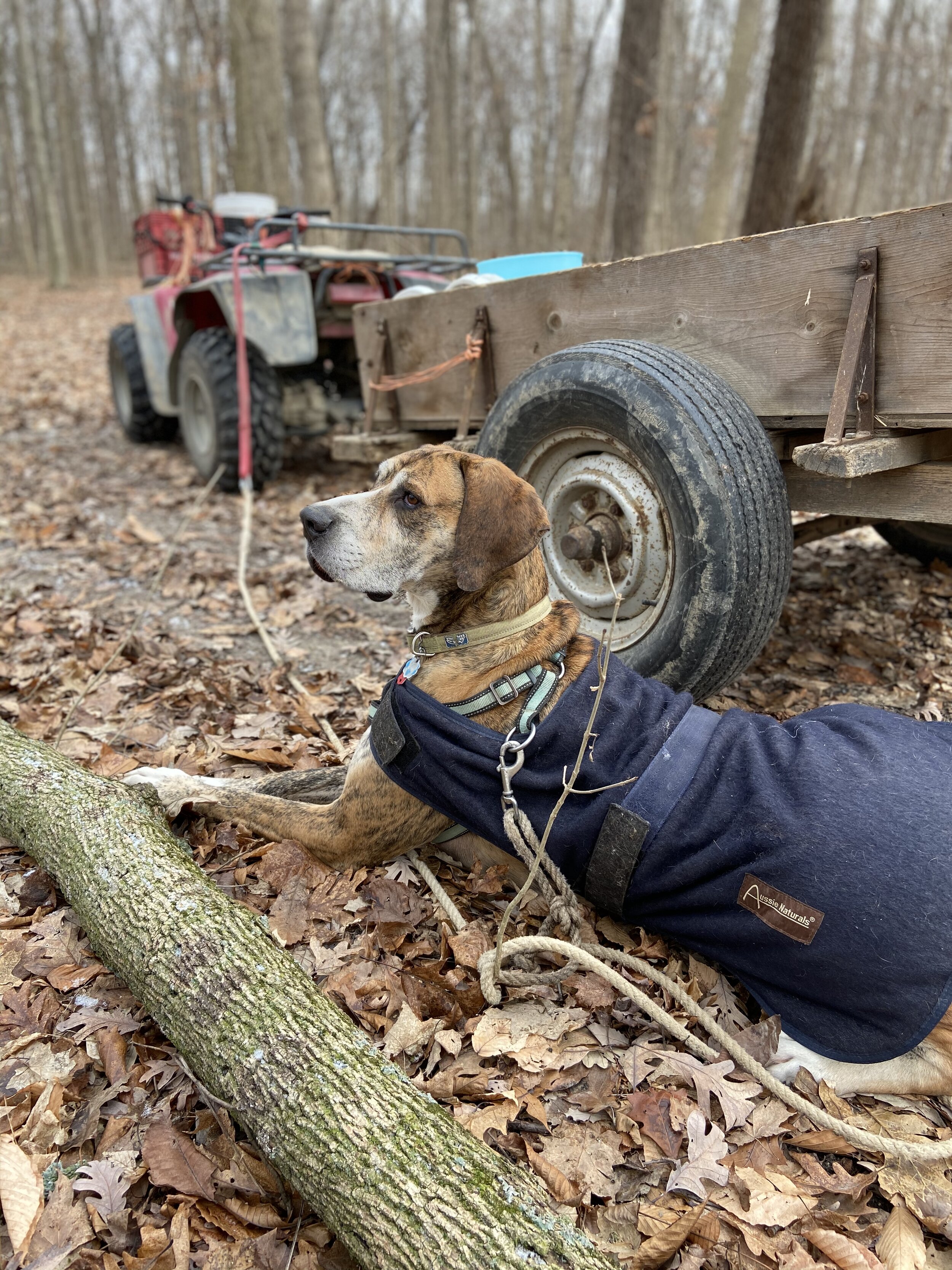 Jan 2020 Max tapping trees (2).jpg