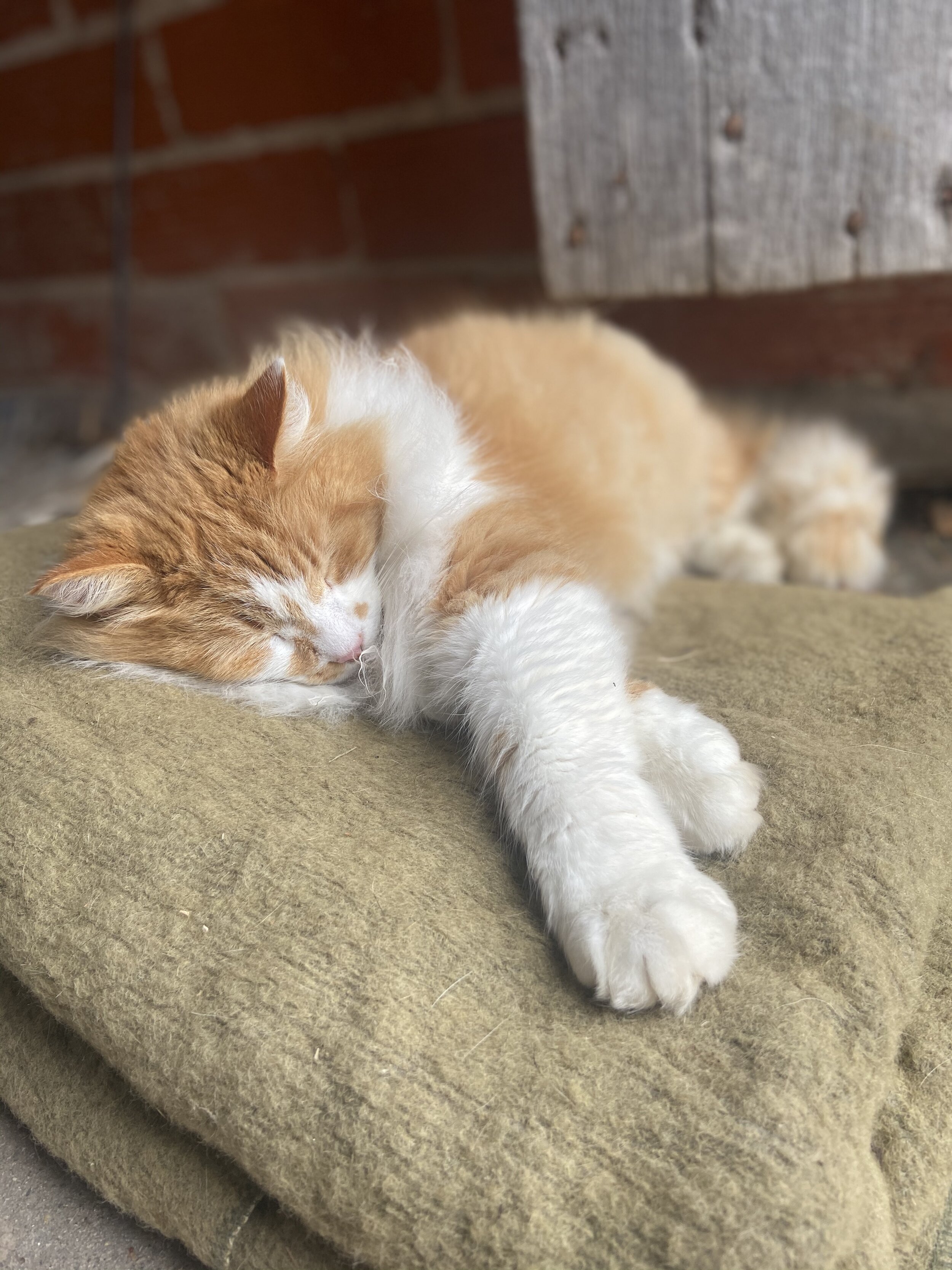  A sleepy Jack manning the sugar shack 