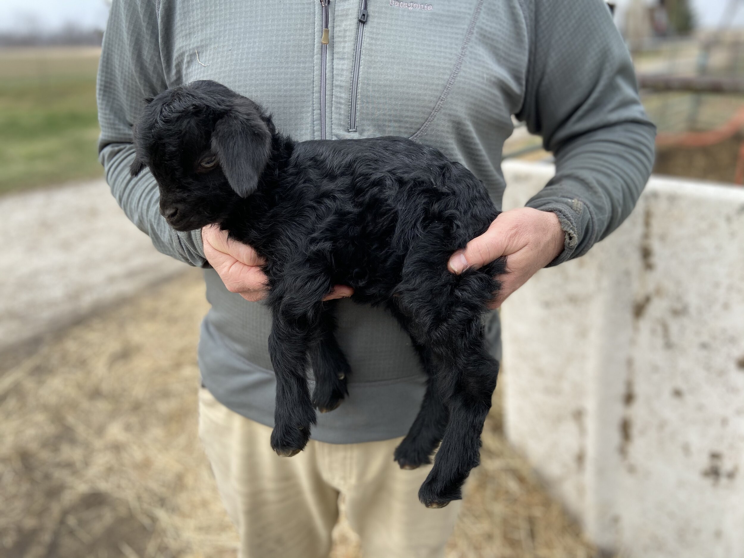 March 2020 Marcy black doeling (2).jpg