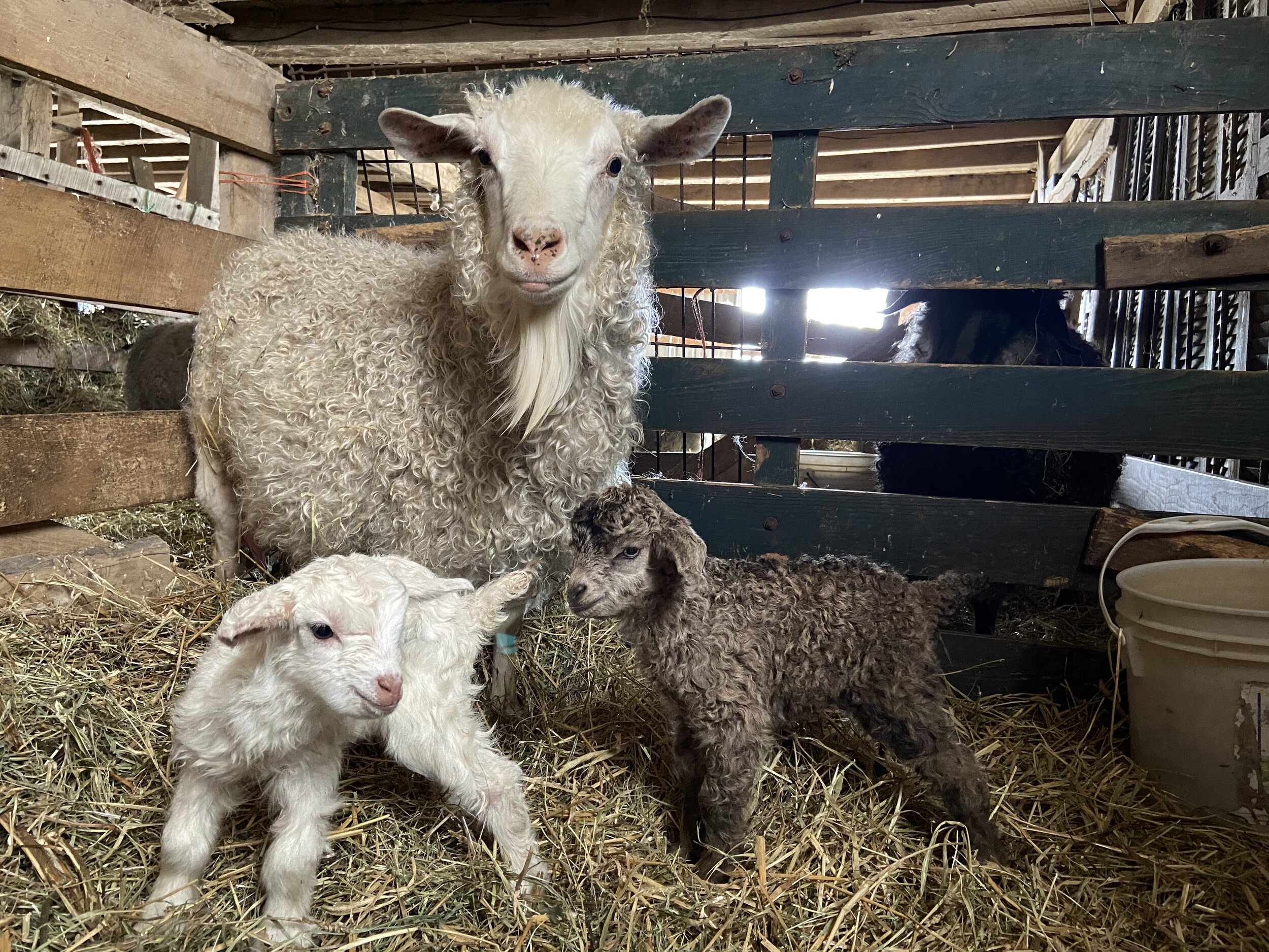 March 2020 Snowy and kids.jpg