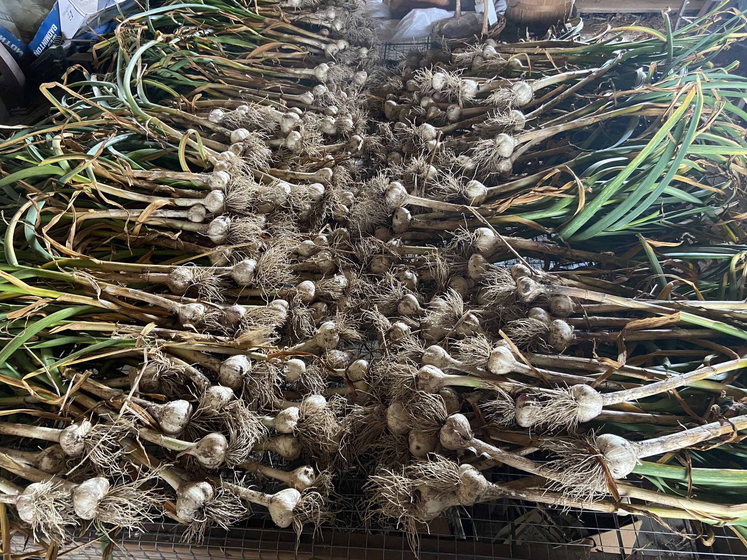 garlic harvest.jpg