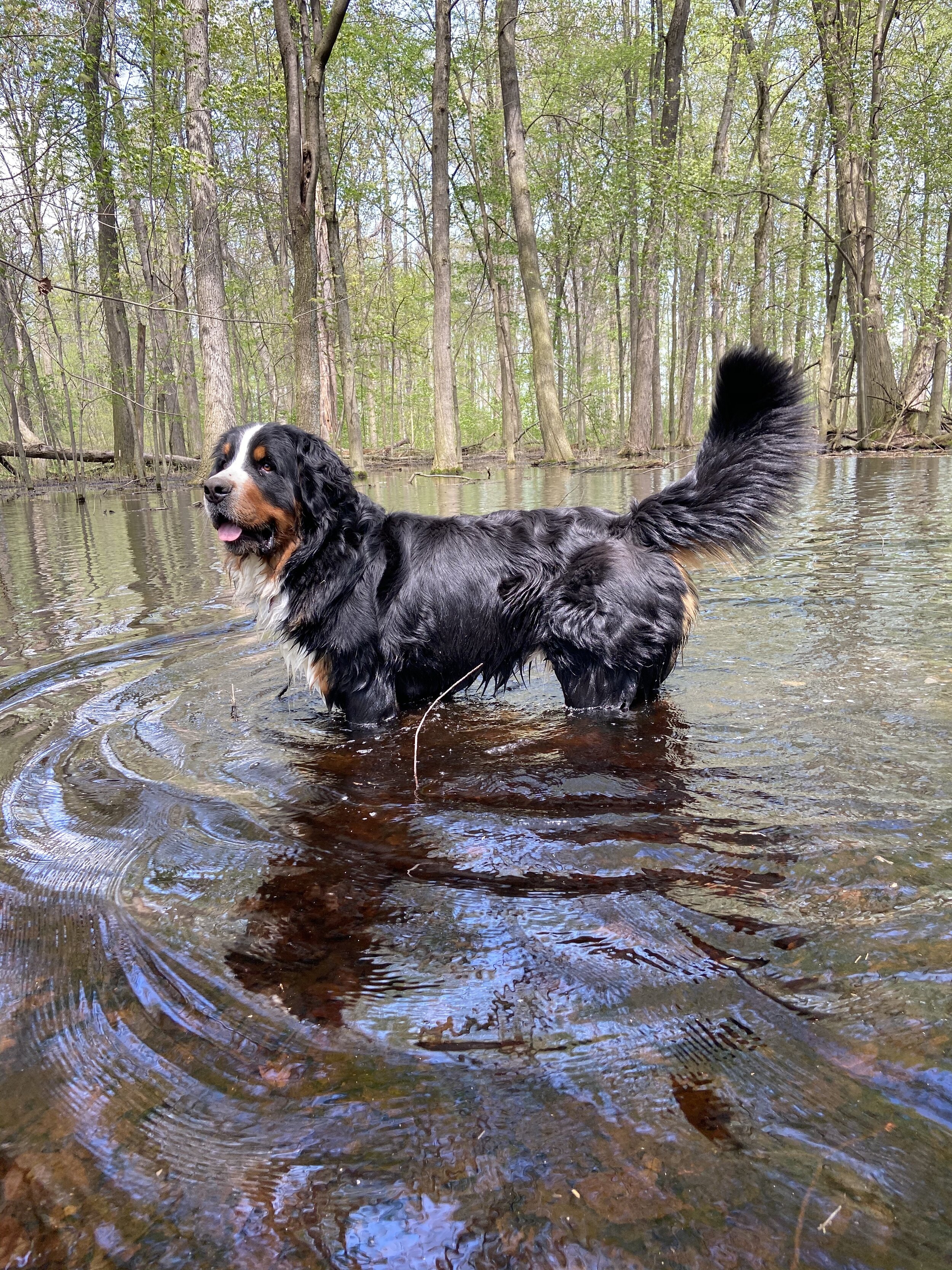 Gris the water dog 2.jpg
