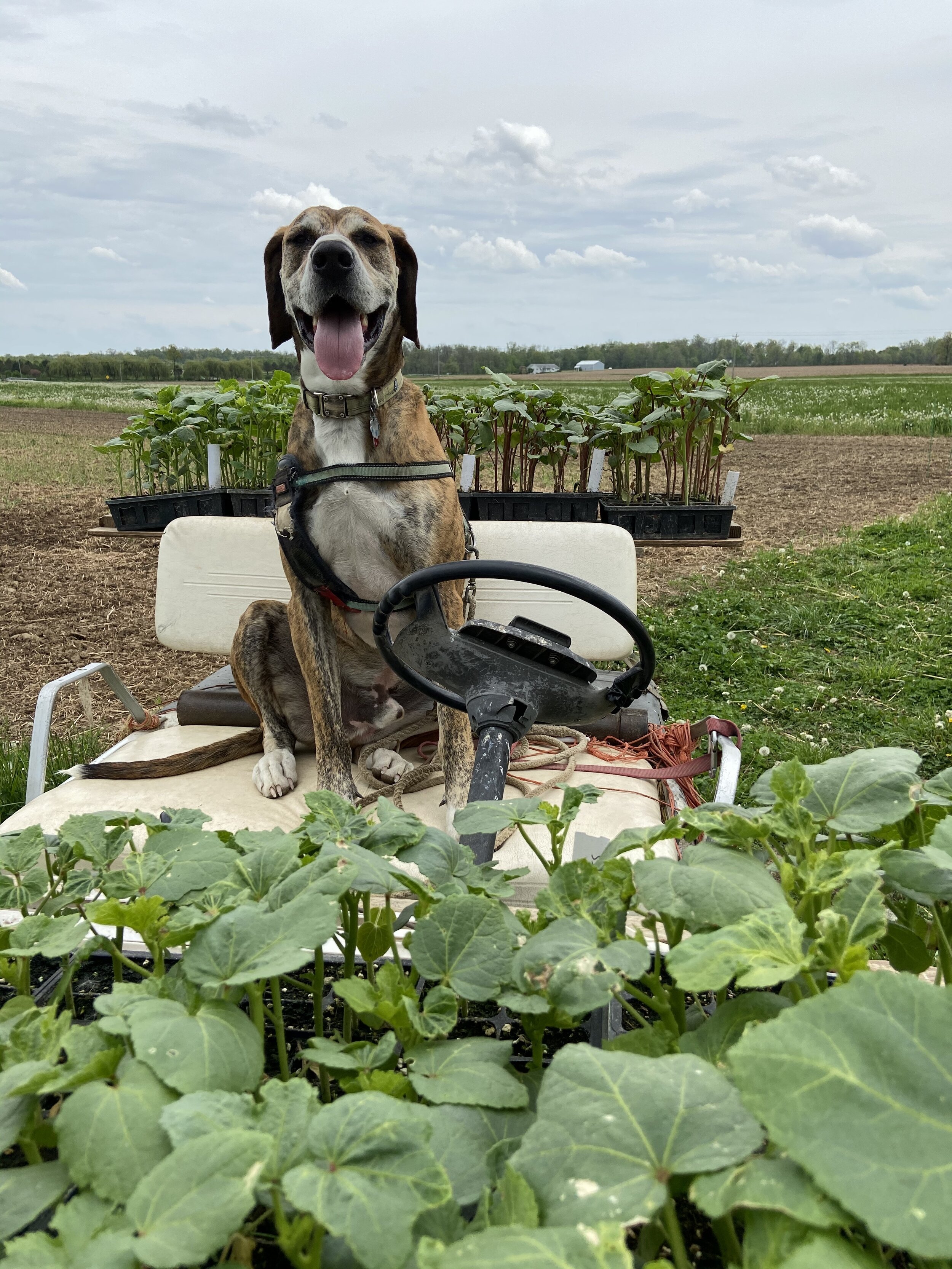 Max outplanting okra.jpg