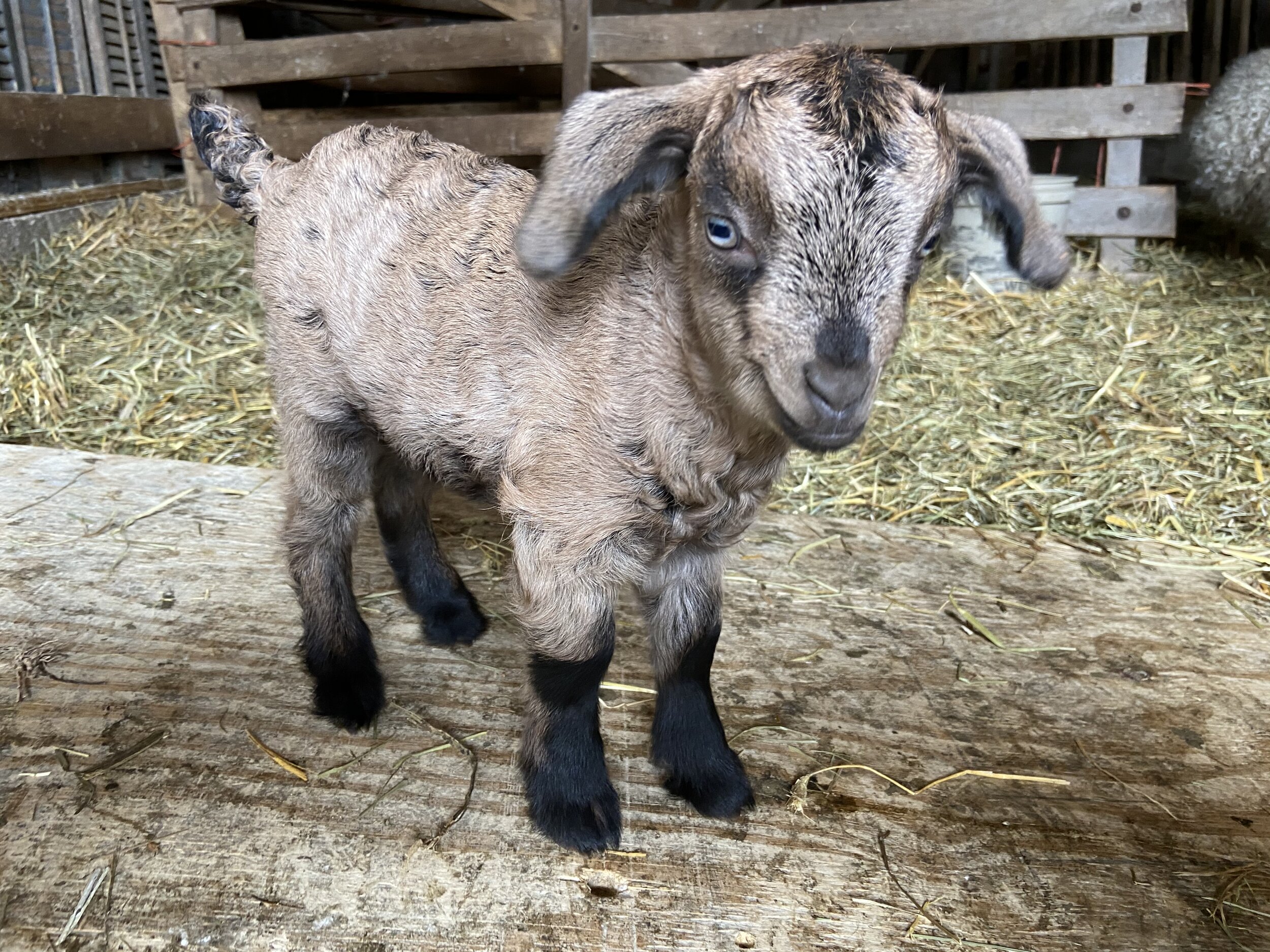 Screech's Doeling