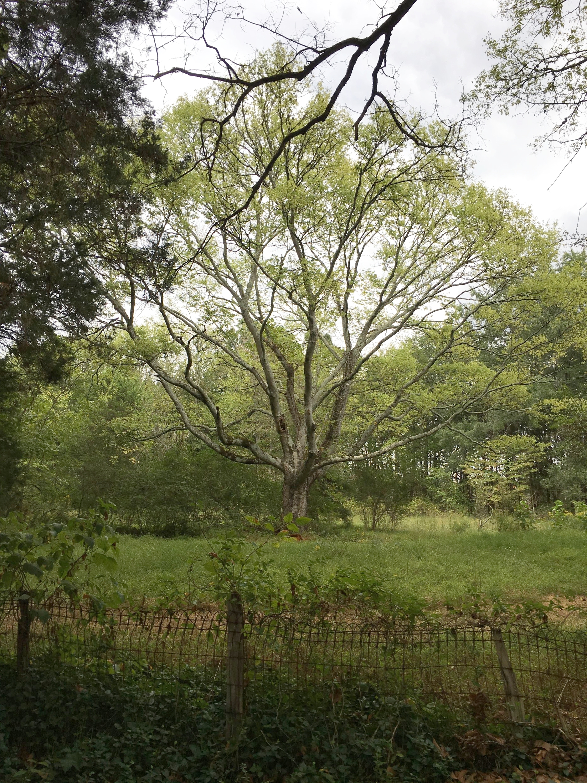 tree.jpg