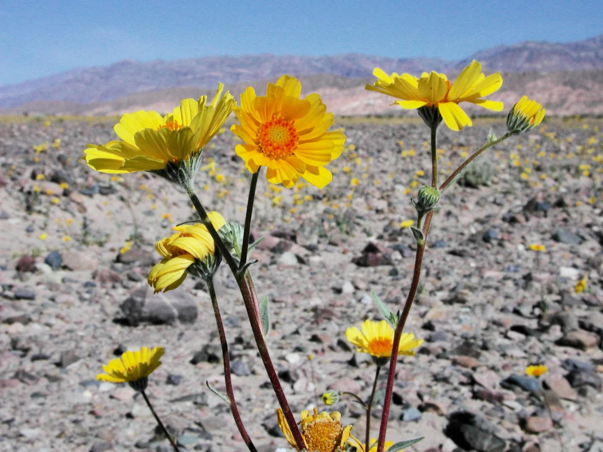 Desert Gold