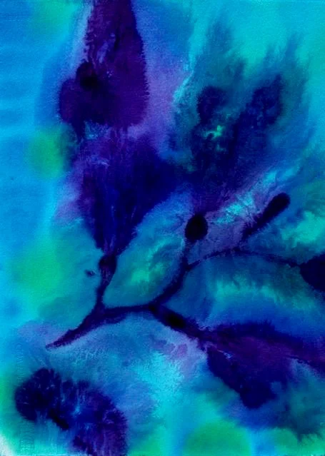 Kelp Study 9