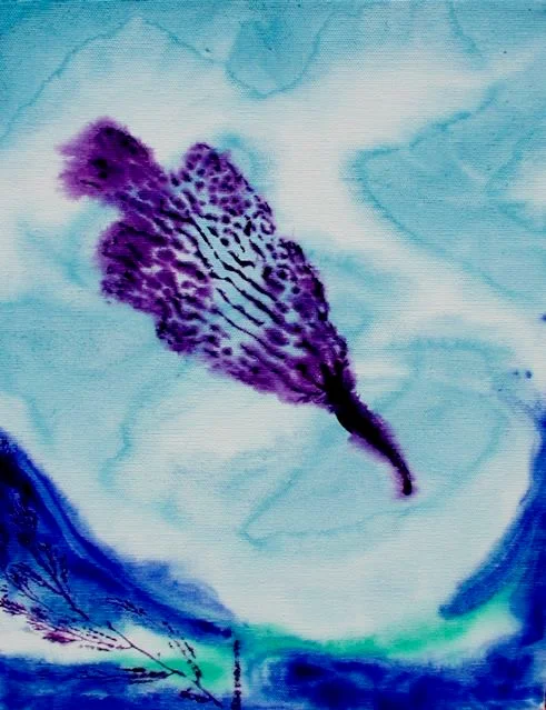 Kelp Study 29