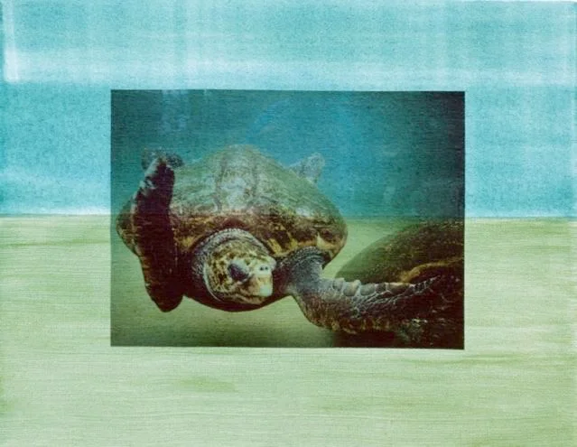 Australia 7: Turtles @ Manly Cove