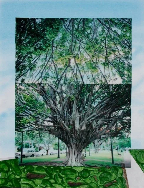Australia 12: Ficus @ Cairns