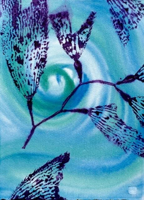 Kelp Study 16