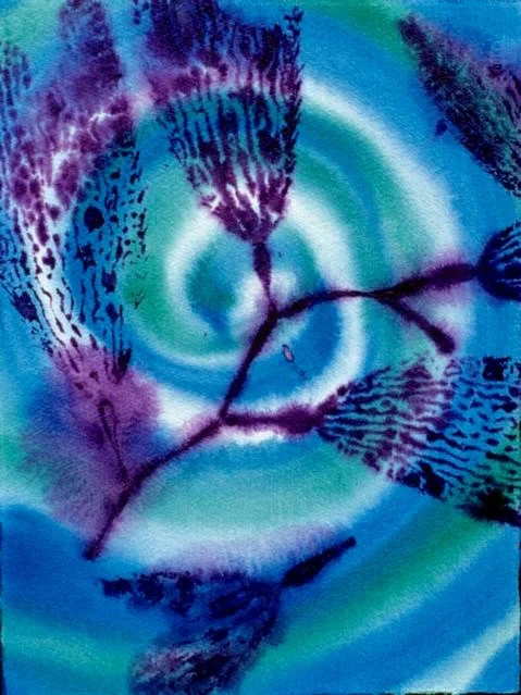 Kelp Study 15