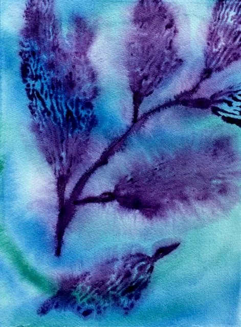 Kelp Study 12