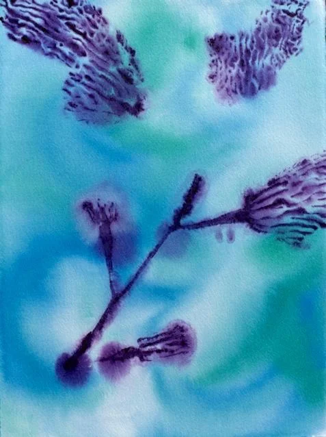 Kelp Study 3