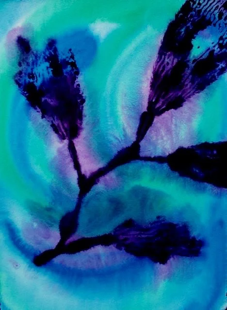 Kelp Study 7