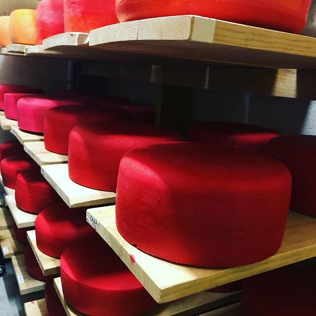 Cheese wheels of beauty. Soon to be enjoyed by our CSA members through @fullplatefarmcollective @sweetlandfarmcsa @nookandcrannyfarm