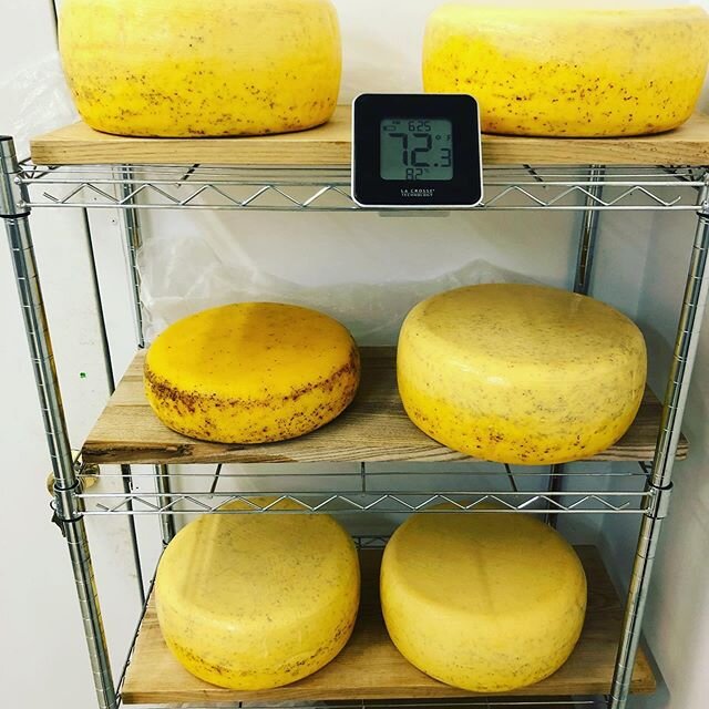 Swiss cheese getting that warm room treatment. #cheeseisscience