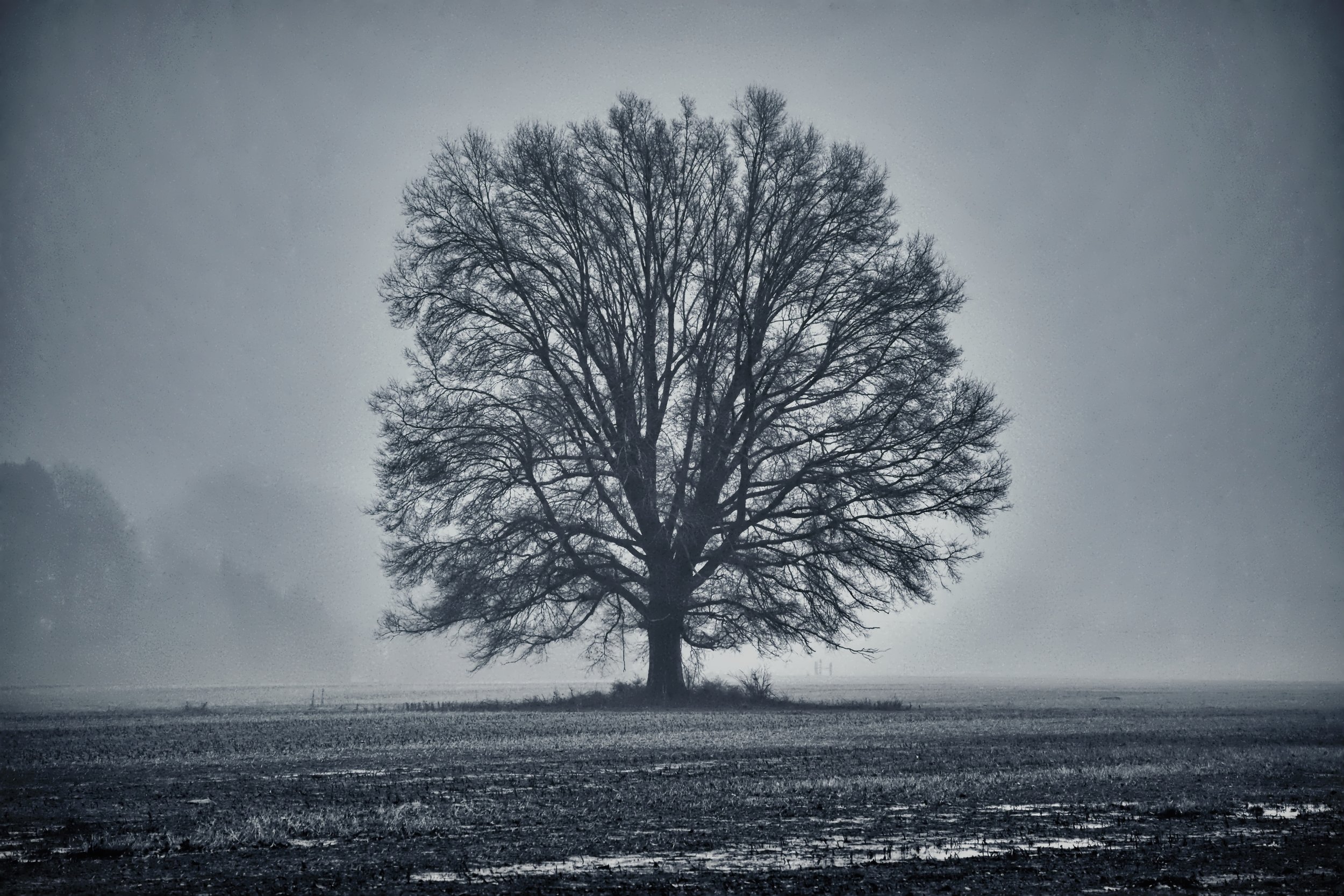 Lone Oak in Fog