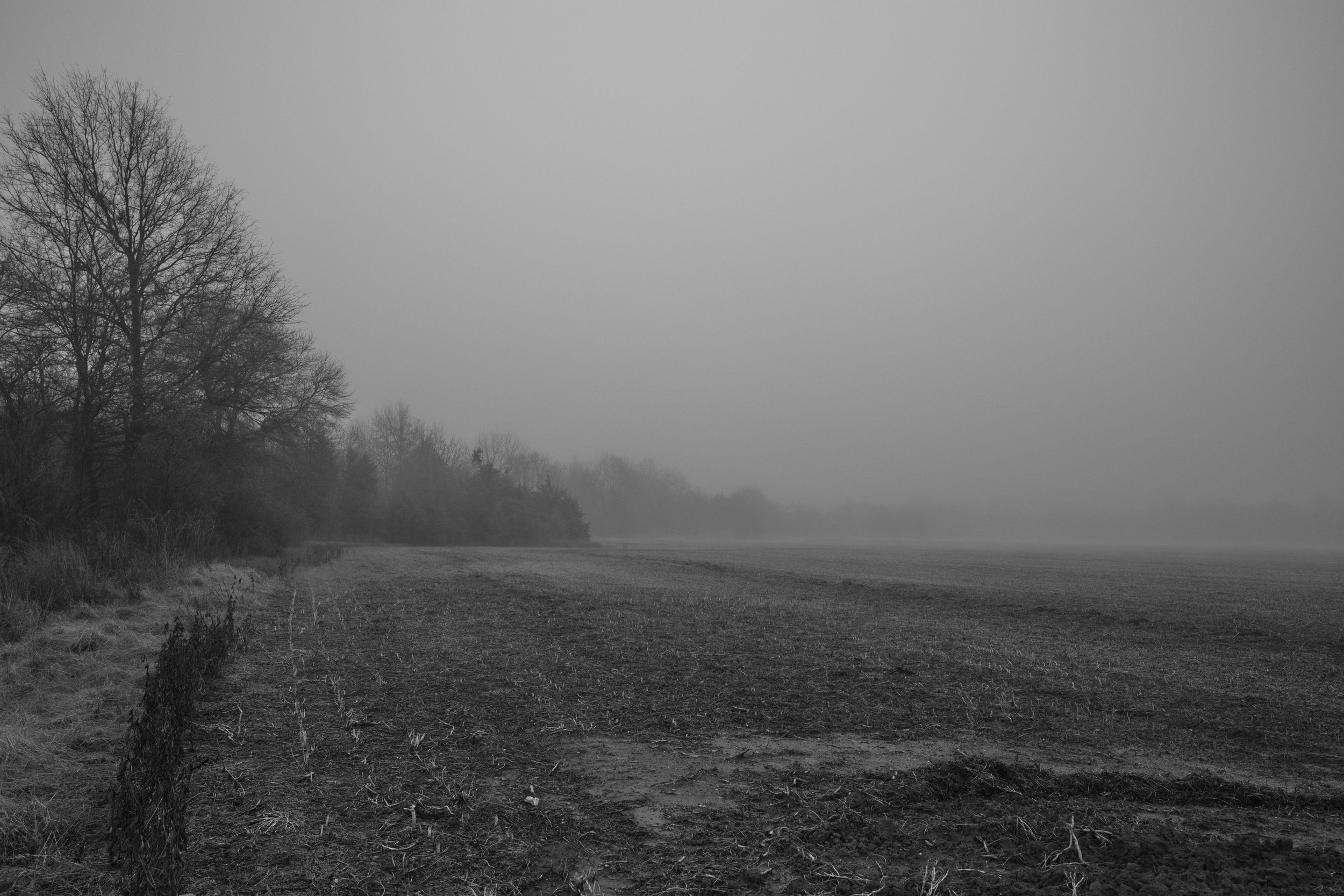 Edge of the Field in Fog