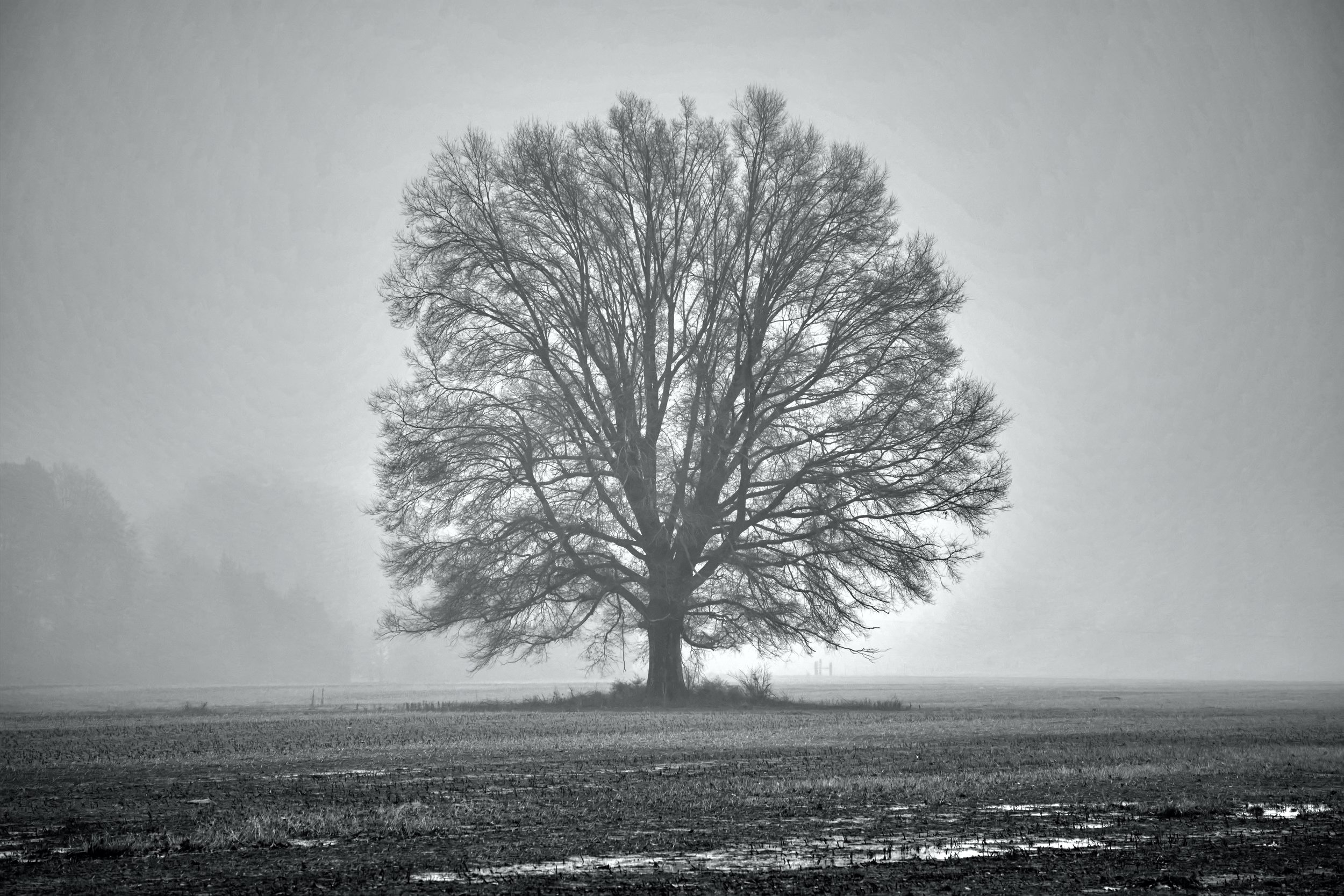 Lone Oak in Fog