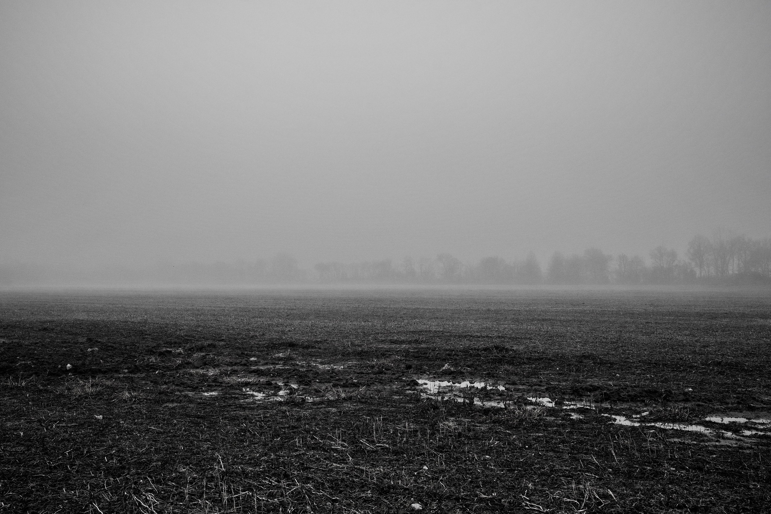 Winter Field in Fog