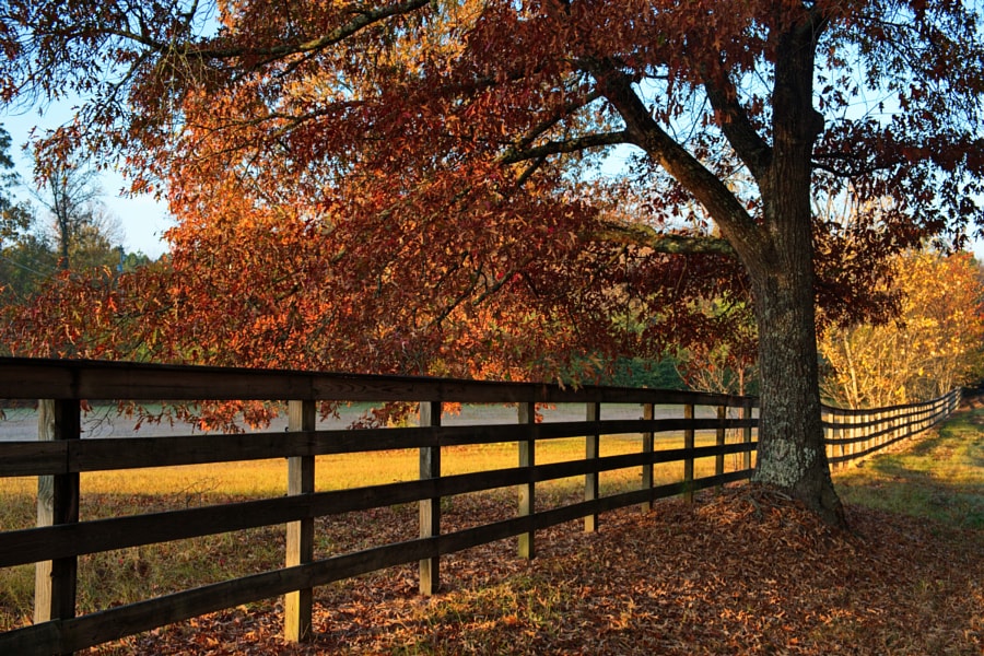 Autumn Morning Fence