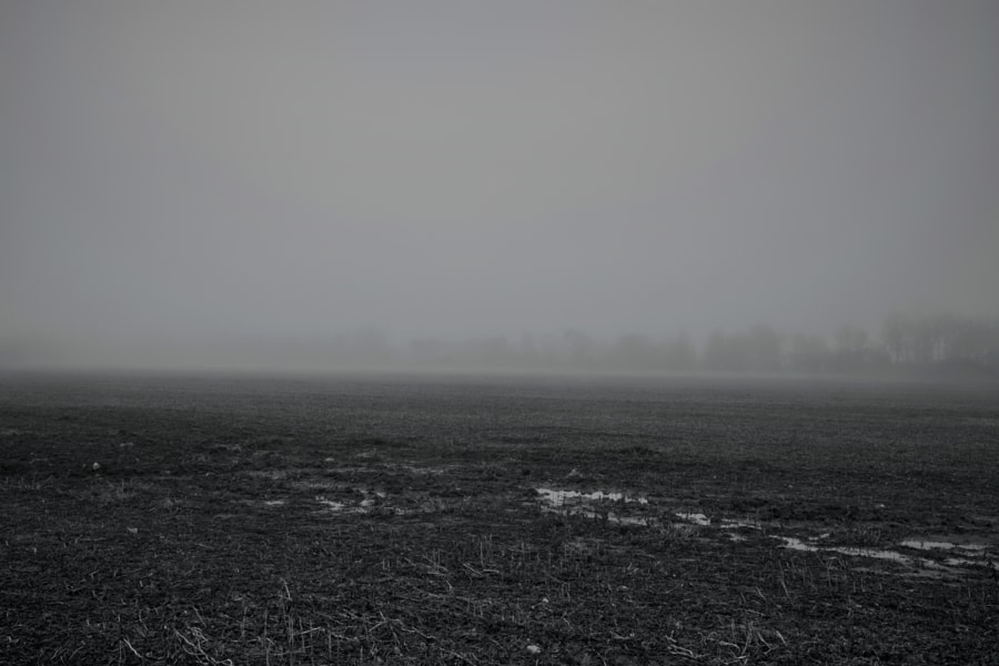 Fallow Field in Fog