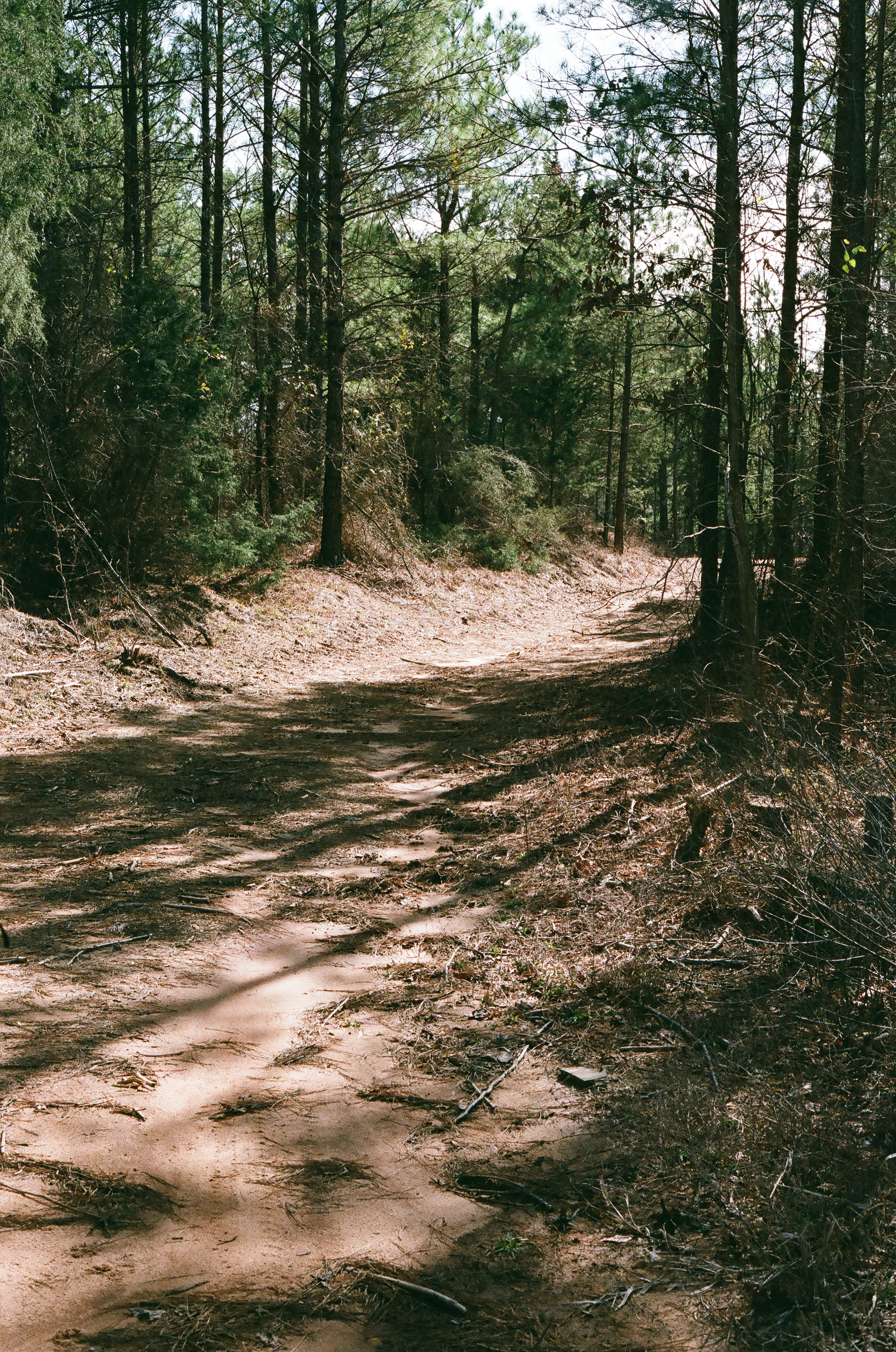  The film has pretty good dynamic range as seen in this bright and shady logging road 