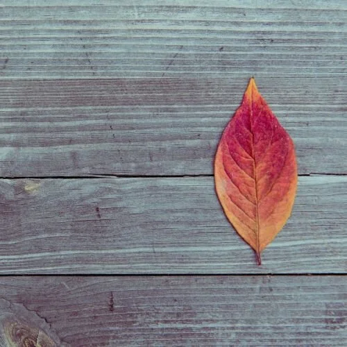 Fall Leaf SM.jpeg