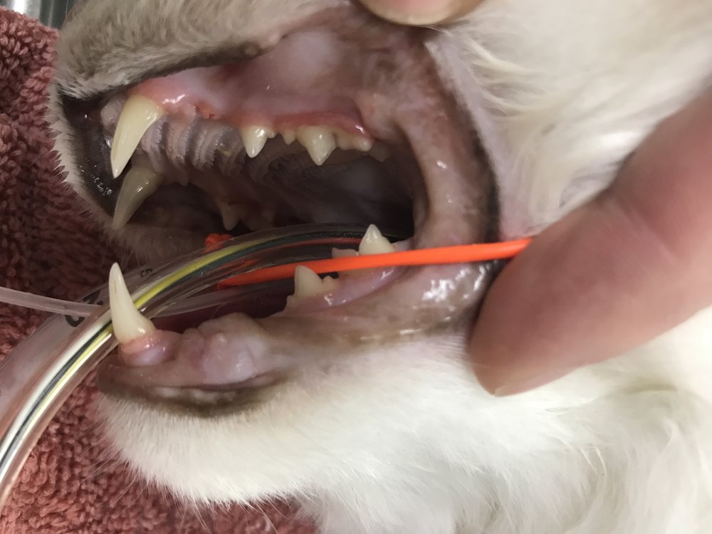 cat-dental-cleaning-procedure-Trigg-KC-Cat-Clinic-11-15-17-Before-left-side.jpg