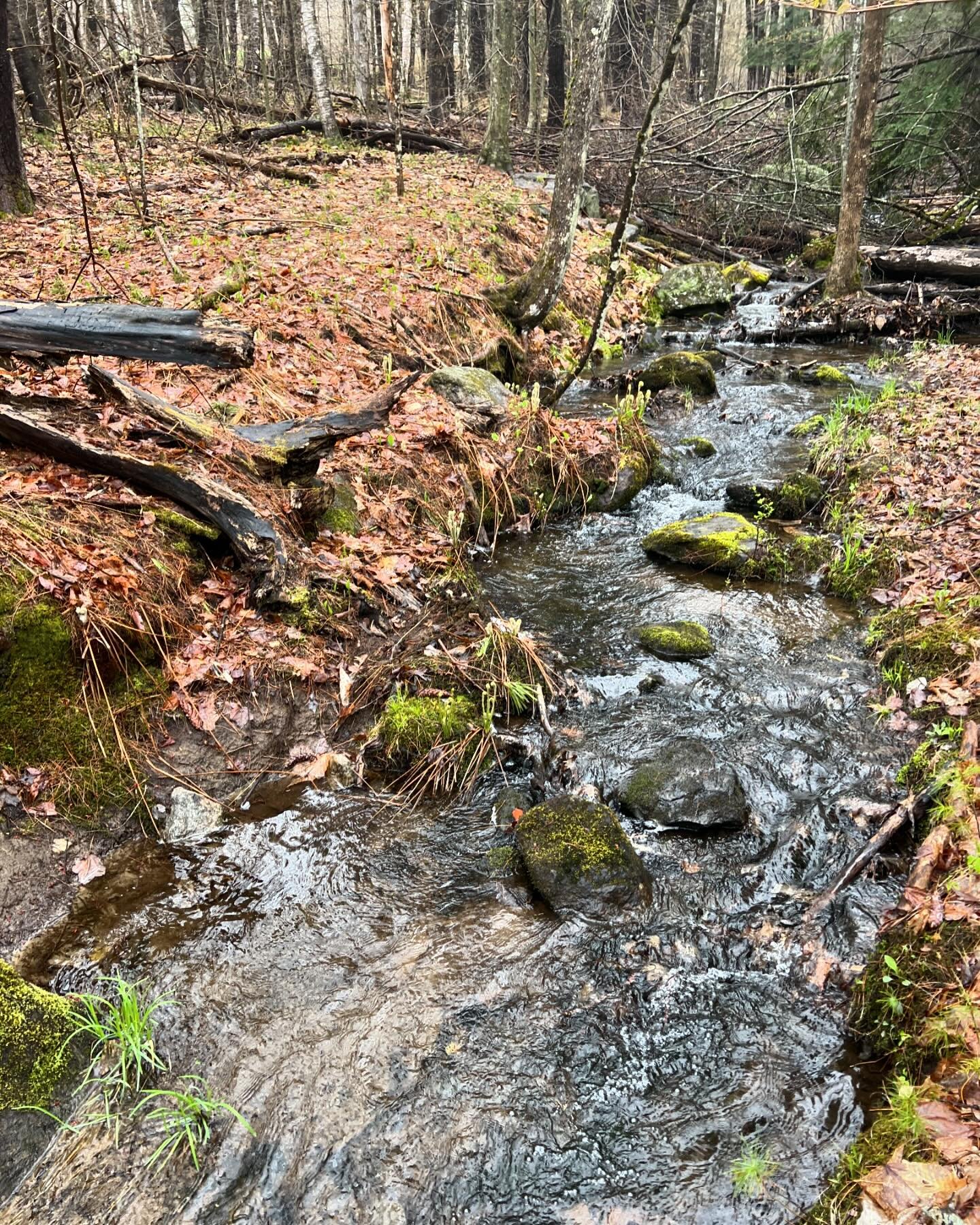 This week we did an on campus field trip where I got to track our stream as far as we could. We saw eggs and beaver sticks and salamanders. And then we watercolored with stream water by the stream and yes, it was as wonderful as it sounds.

 #inquiry
