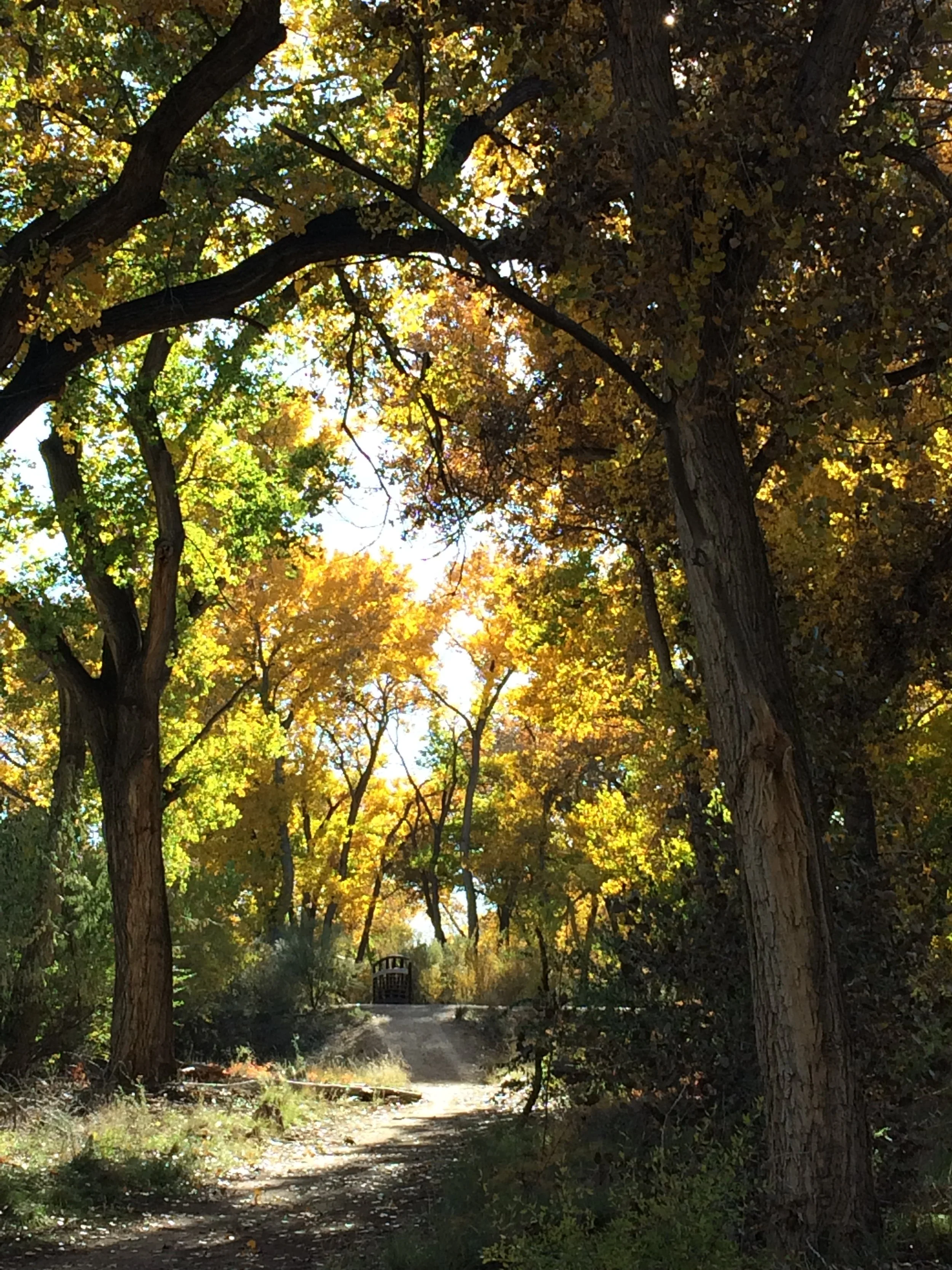 Tashlich with Cantor Beth Cohen at the Rio Grande River platform at Tingley Beach