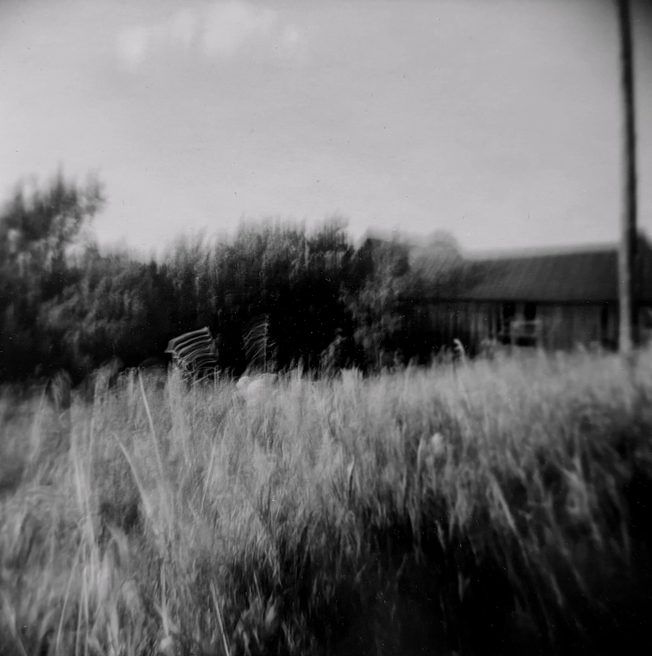 Why I Let My Photographs Move