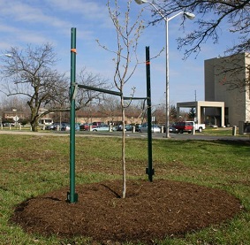 Gently protects trees from wind.