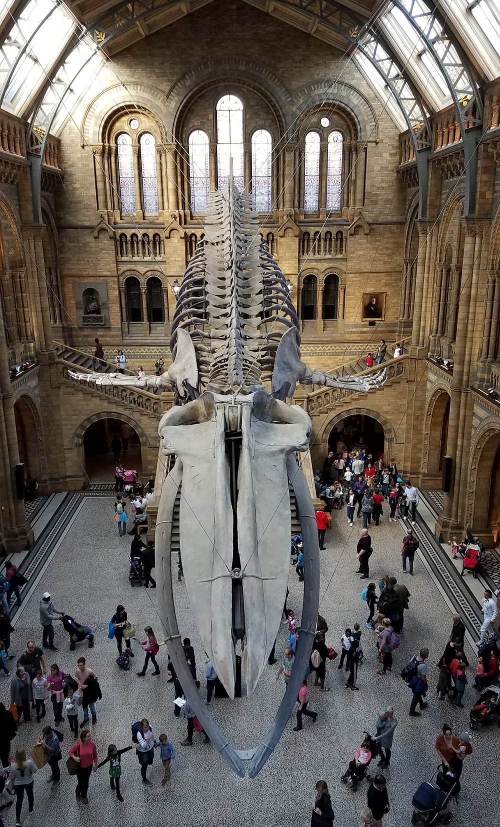 Blue Whale Skeleton