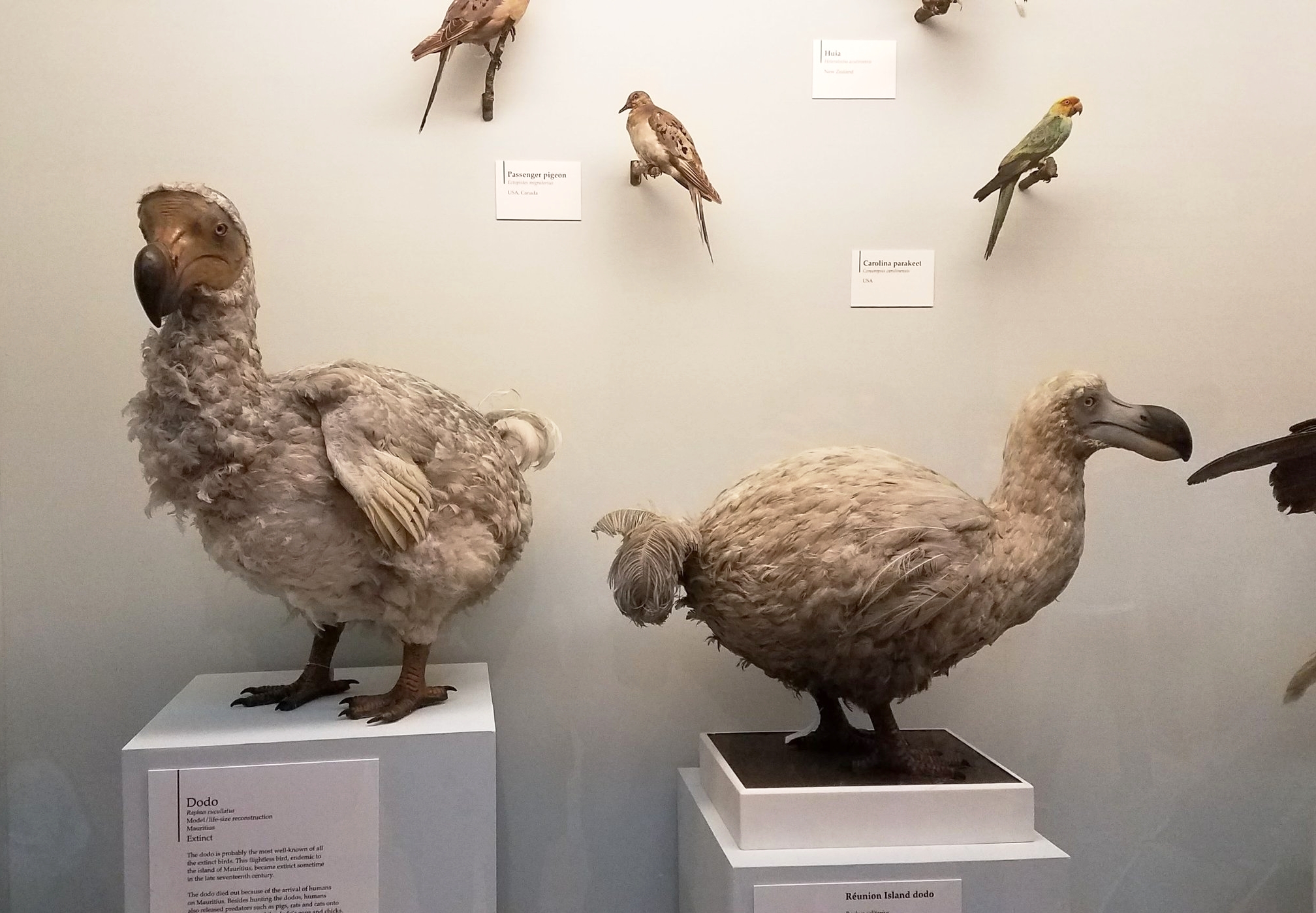 Dodos