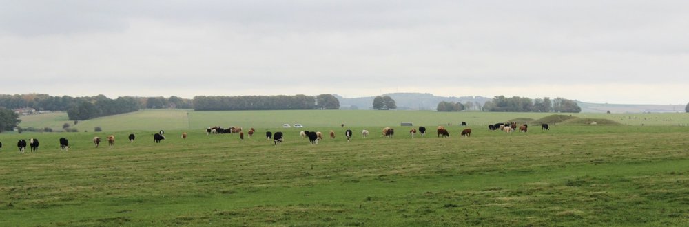 Cows and Burial Mounds