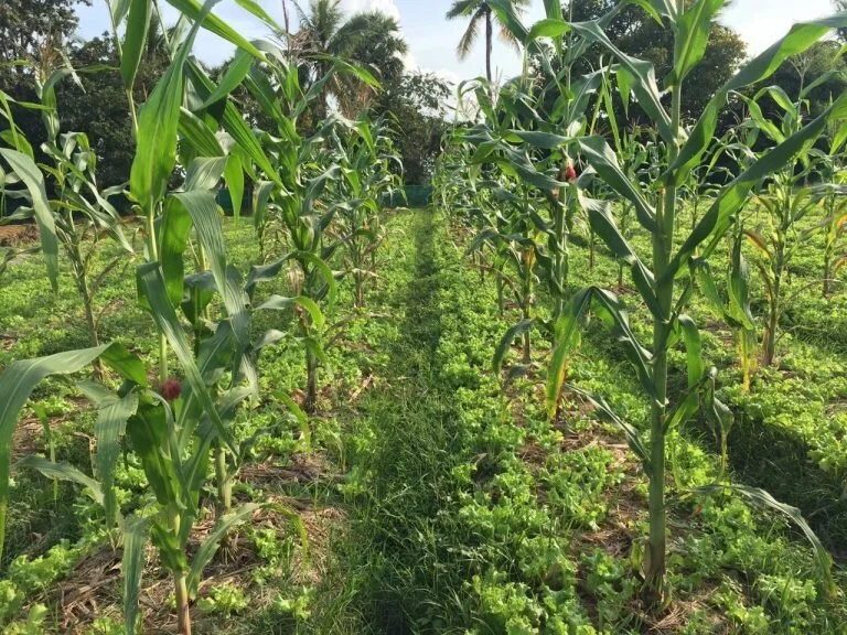 Corn shades lettuce from the Cambodian sun. Credit: Project Alba