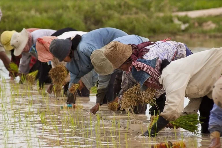 Traditional waterlogged rice fields in Cambodia. Credit: Brad Collis, Wikimedia Commons