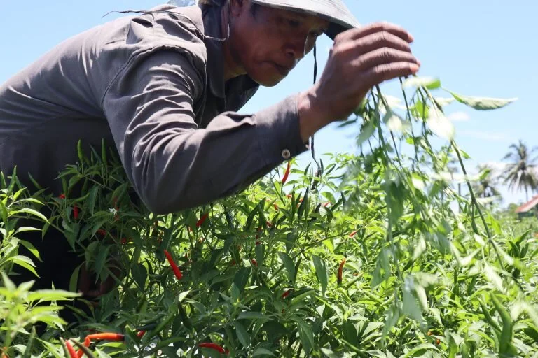 A Project Alba farmer tends a chili pepper crop. Credit: Project Alba