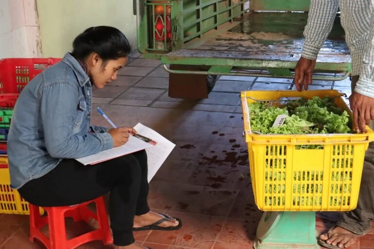 Taking stock of lettuce. Credit: Project Alba