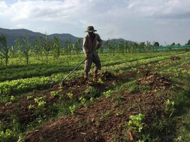 Credit: Project Alba