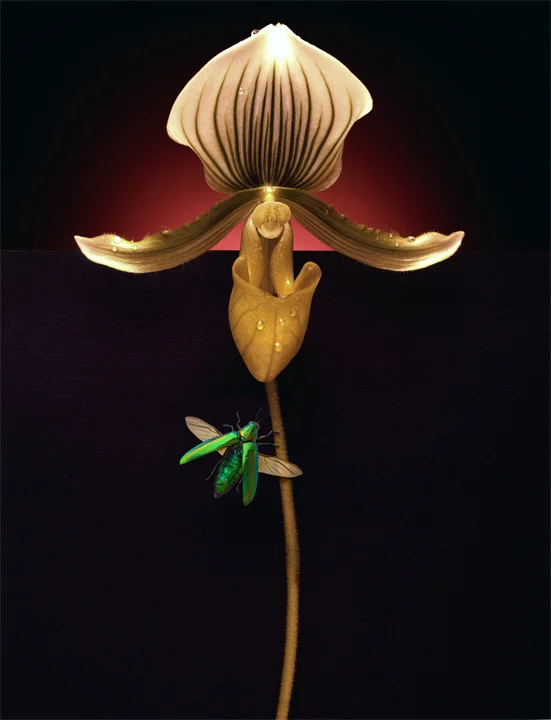 Orchid New