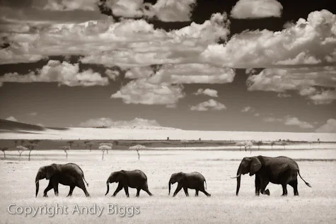 Elephants Clouds