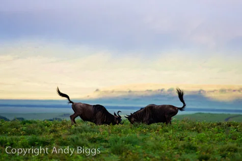 Sparring Wildebeest